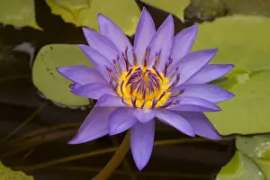 Lilies Prints: Picture No. 11091667
