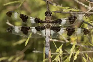 Dragonflies Prints: Picture No. 11091699