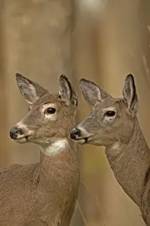 Odocoileus Prints: Picture No. 11091706