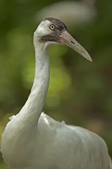 Cranes Prints: Picture No. 11091744