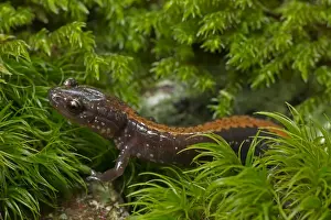 Salamanders Prints: Picture No. 11091750