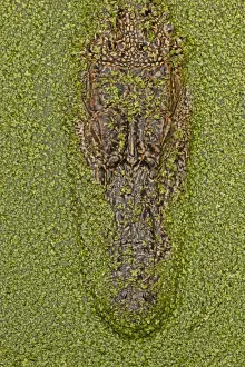 Alligators Prints: Picture No. 11091752