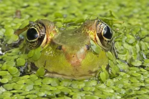 Lithobates Prints: Picture No. 11091753