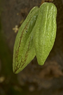 Images Dated 14th September 2014: Picture No. 11091755