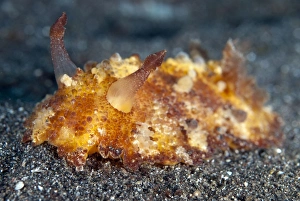 Nudibranches Collection: Picture No. 11091764
