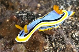 Nudibranches Collection: Picture No. 11091771