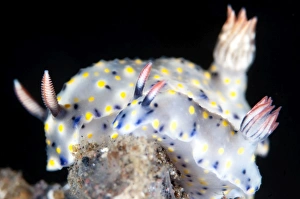 Nudibranches Collection: Picture No. 11091777
