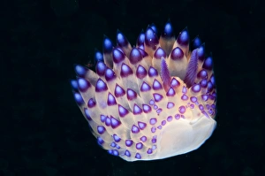 Nudibranches Collection: Picture No. 11091778