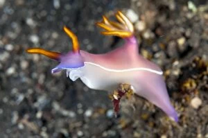 Nudibranches Collection: Picture No. 11091779