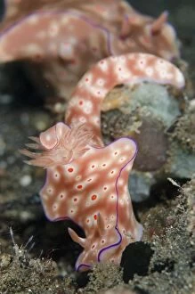 Nudibranches Collection: Picture No. 11091780