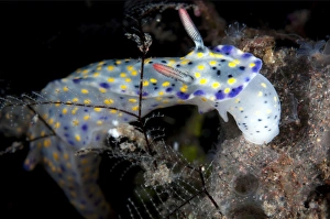 Nudibranches Collection: Picture No. 11091796