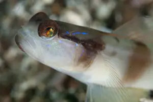Goby Prints: Picture No. 11091816