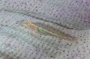 Goby Prints: Picture No. 11091818