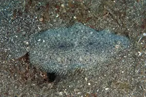 Sole Prints: Picture No. 11091822