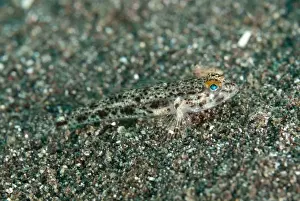 Goby Prints: Picture No. 11091824