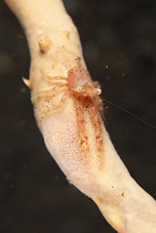 Nudibranches Collection: Picture No. 11091825
