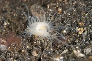 Diving Prints: Picture No. 11091827