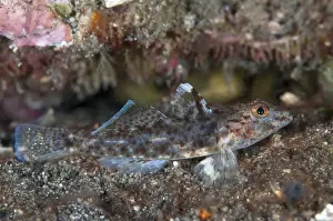 Goby Prints: Picture No. 11091837