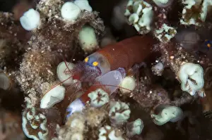 Nudi Prints: Picture No. 11091838