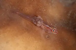 Goby Prints: Picture No. 11091840