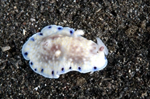 Nudibranches Collection: Picture No. 11091844