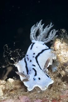 Nudibranches Collection: Picture No. 11091845