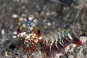 Shrimp Prints: Picture No. 11091848