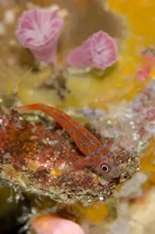 Goby Prints: Picture No. 11091873