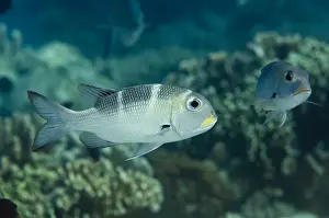 Bigeye Prints: Picture No. 11091888