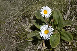 Daisies Prints: Picture No. 11091930