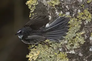 Fantail Prints: Picture No. 11091935