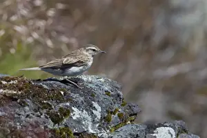 Pipit Prints: Picture No. 11091940