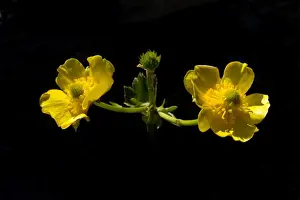 Buttercup Prints: Picture No. 11091952