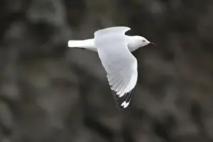 Gulls Prints: Picture No. 11091953
