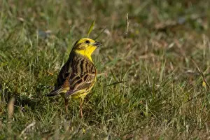 Emberiza Prints: Picture No. 11091970