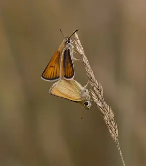 Mating Prints: Picture No. 11091979