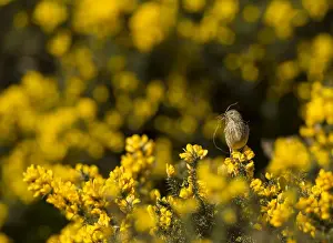 Gorse Prints: Picture No. 11091980