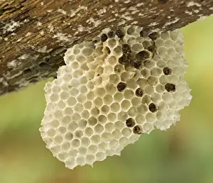 Wasp Prints: Picture No. 11092002