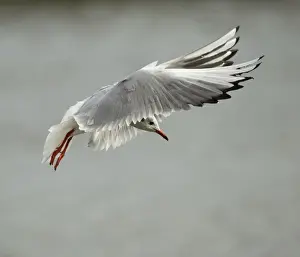 Gulls Prints: Picture No. 11092004