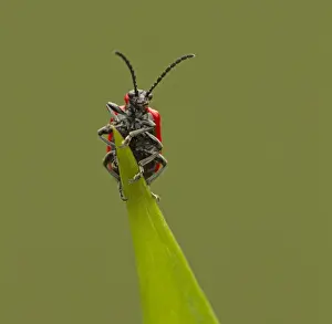 Beetles Prints: Picture No. 11092011