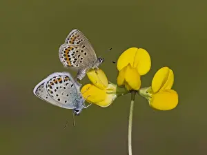 Mating Prints: Picture No. 11092016