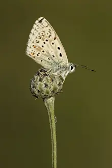 Picture No. 11092027