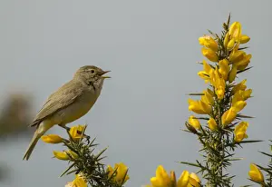 Gorse Prints: Picture No. 11092028