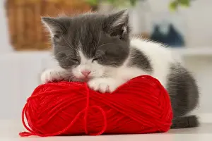Sleepy Prints: Picture No. 11092076