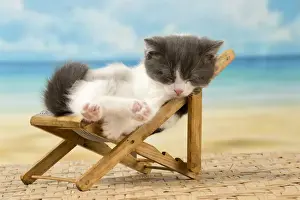 Deckchair Prints: Picture No. 11092096