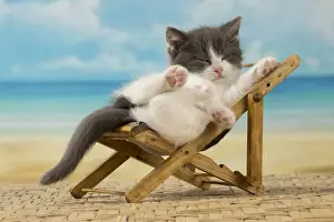 Deckchair Prints: Picture No. 11092098
