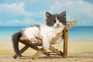Deckchair Prints: Picture No. 11092100