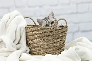 Picture No. 11092113