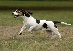 Laufhund Prints: Picture No. 11092202