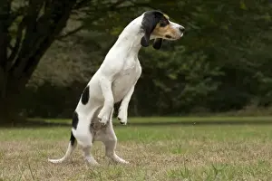 Laufhund Prints: Picture No. 11092211